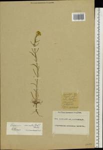 Erysimum leucanthemum (Stephan) B. Fedtsch., Eastern Europe, Eastern region (E10) (Russia)