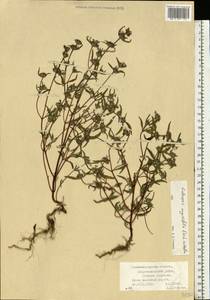 Galeopsis angustifolia Ehrh. ex Hoffm., Eastern Europe, North-Western region (E2) (Russia)