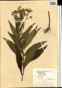 Senecio nemorensis L., Eastern Europe, West Ukrainian region (E13) (Ukraine)