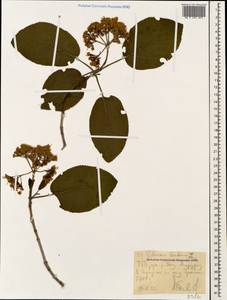 Viburnum lantana L., Caucasus, Stavropol Krai, Karachay-Cherkessia & Kabardino-Balkaria (K1b) (Russia)