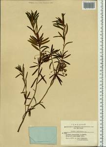 Rhododendron tomentosum (Stokes) Harmaja, Siberia, Altai & Sayany Mountains (S2) (Russia)