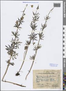 Aconitum macrorhynchum Turcz. ex Ledeb., Siberia, Yakutia (S5) (Russia)