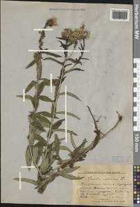 Pentanema salicinum (L.) D. Gut. Larr., Santos-Vicente, Anderb., E. Rico & M. M. Mart. Ort., Siberia, Baikal & Transbaikal region (S4) (Russia)