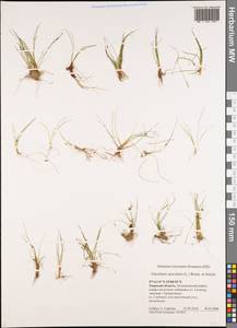 Eleocharis acicularis (L.) Roem. & Schult., Eastern Europe, North-Western region (E2) (Russia)