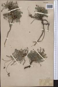 Oxytropis humifusa Kar. & Kir., Middle Asia, Western Tian Shan & Karatau (M3) (Kazakhstan)