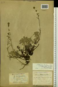 Artemisia kruhsiana Besser, Siberia, Chukotka & Kamchatka (S7) (Russia)