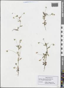 Viola arvensis Murray, Eastern Europe, Middle Volga region (E8) (Russia)