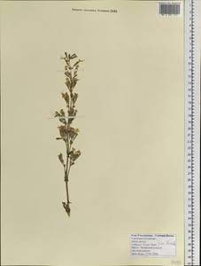 Silene aprica Turcz. ex Fisch. & C. A. Mey., Siberia, Altai & Sayany Mountains (S2) (Russia)