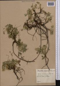Potentilla cinerea subsp. incana (G. Gaertn., B. Mey. & Scherb.) Asch., Middle Asia, Northern & Central Kazakhstan (M10) (Kazakhstan)