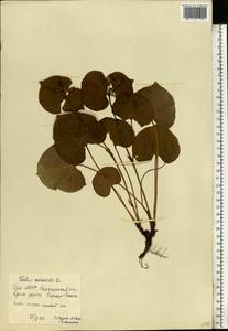 Viola mirabilis L., Eastern Europe, Volga-Kama region (E7) (Russia)