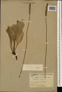 Plantago media L., Caucasus, Armenia (K5) (Armenia)