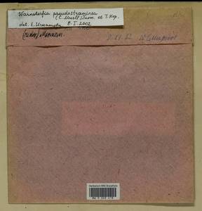 Warnstorfia pseudostraminea (Müll. Hal.) Tuom. & T.J. Kop., Bryophytes, Bryophytes - Moscow City & Moscow Oblast (B6a) (Russia)