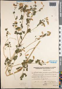 Medicago platycarpos (L.) Trautv., Siberia, Altai & Sayany Mountains (S2) (Russia)