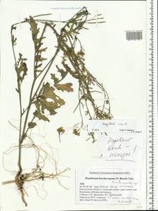 Sisymbrium irio L., Eastern Europe, Central forest region (E5) (Russia)