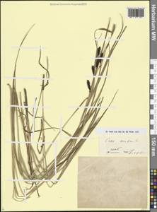 Carex acuta L., Caucasus, Azerbaijan (K6) (Azerbaijan)