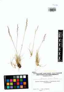 Agrostis vinealis Schreb., Siberia, Baikal & Transbaikal region (S4) (Russia)