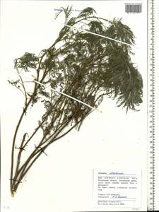 Artemisia abrotanum L., Eastern Europe, Moscow region (E4a) (Russia)