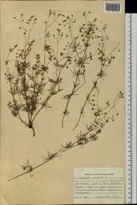 Spergula arvensis L., Siberia, Altai & Sayany Mountains (S2) (Russia)