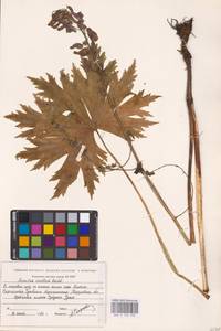 Aconitum septentrionale Koelle, Eastern Europe, Eastern region (E10) (Russia)
