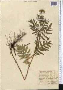 Tanacetum vulgare L., Middle Asia, Northern & Central Kazakhstan (M10) (Kazakhstan)