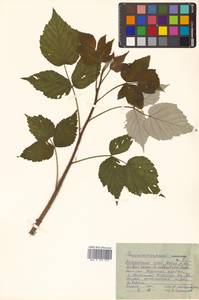 Rubus idaeus subsp. melanolasius Focke, Siberia, Russian Far East (S6) (Russia)