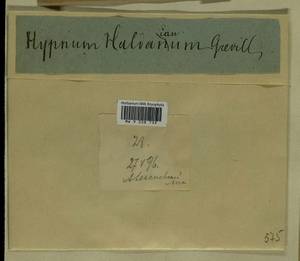 Callicladium haldaneanum (Grev.) H.A. Crum, Bryophytes, Bryophytes - Moscow City & Moscow Oblast (B6a) (Russia)