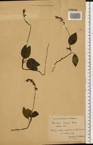 Orthilia secunda (L.) House, Eastern Europe, North Ukrainian region (E11) (Ukraine)