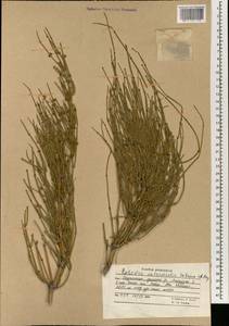 Ephedra intermedia Schrenk & C.A.Mey., South Asia, South Asia (Asia outside ex-Soviet states and Mongolia) (ASIA) (Afghanistan)