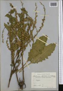 Verbascum banaticum Schrad., Western Europe (EUR) (Bulgaria)
