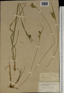 Carex pallescens L., Eastern Europe, Western region (E3) (Russia)