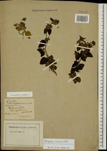 Clinopodium vulgare L., Caucasus, Stavropol Krai, Karachay-Cherkessia & Kabardino-Balkaria (K1b) (Russia)