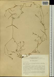 Stellaria graminea L., Siberia, Baikal & Transbaikal region (S4) (Russia)