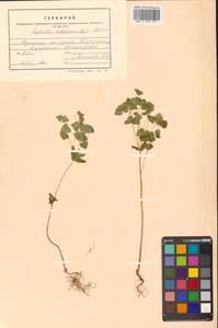 Euphorbia sieboldiana Morren & Decne., Siberia, Russian Far East (S6) (Russia)