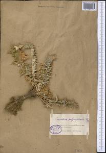 Cousinia polycephala Rupr., Middle Asia, Muyunkumy, Balkhash & Betpak-Dala (M9) (Kazakhstan)