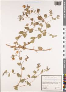 Trichodesma incanum Bunge, South Asia, South Asia (Asia outside ex-Soviet states and Mongolia) (ASIA) (Iran)