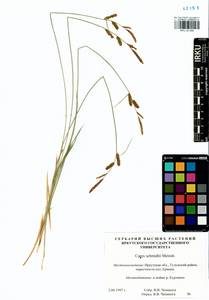 Carex schmidtii Meinsh., Siberia, Baikal & Transbaikal region (S4) (Russia)