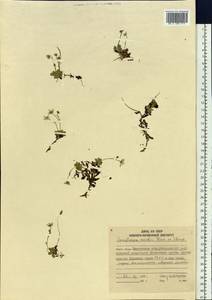 Micranthes merkii subsp. merkii, Siberia, Chukotka & Kamchatka (S7) (Russia)