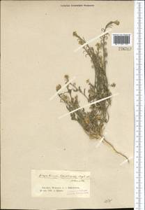 Neotorularia korolkowii (Regel & Schmalh.) Hedge & J. Léonard, Middle Asia, Northern & Central Tian Shan (M4) (Kyrgyzstan)