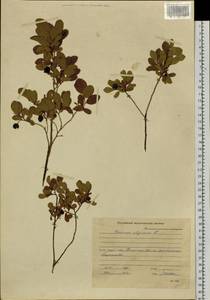 Vaccinium uliginosum L., Siberia, Russian Far East (S6) (Russia)