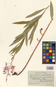 Chamaenerion angustifolium (L.) Scop., Eastern Europe, Moscow region (E4a) (Russia)