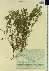 Polygala japonica Houtt., Siberia, Russian Far East (S6) (Russia)