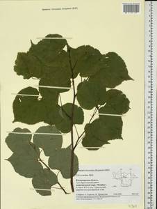 Tilia cordata Mill., Eastern Europe, Central region (E4) (Russia)