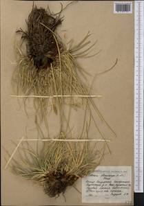 Carex kokanica (Regel) S.R.Zhang, Middle Asia, Pamir & Pamiro-Alai (M2) (Tajikistan)