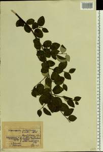 Cotoneaster integerrimus Medik., Eastern Europe, Eastern region (E10) (Russia)