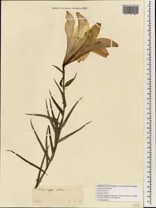 Lilium regale E.H.Wilson, South Asia, South Asia (Asia outside ex-Soviet states and Mongolia) (ASIA) (China)