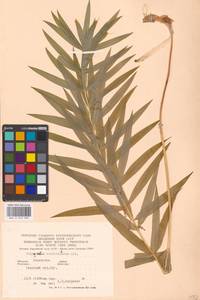 Polygonatum verticillatum (L.) All., Eastern Europe, West Ukrainian region (E13) (Ukraine)