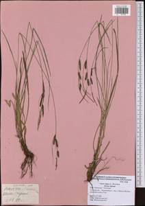 Carex nigra (L.) Reichard, Eastern Europe, Central region (E4) (Russia)