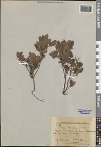 Spiraea betulifolia var. aemiliana (C.K.Schneid.) Koidz., Siberia, Russian Far East (S6) (Russia)