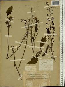 Verbascum phoeniceum L., Eastern Europe, Lower Volga region (E9) (Russia)