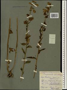 Campanula rapunculoides L., Caucasus, Georgia (K4) (Georgia)
